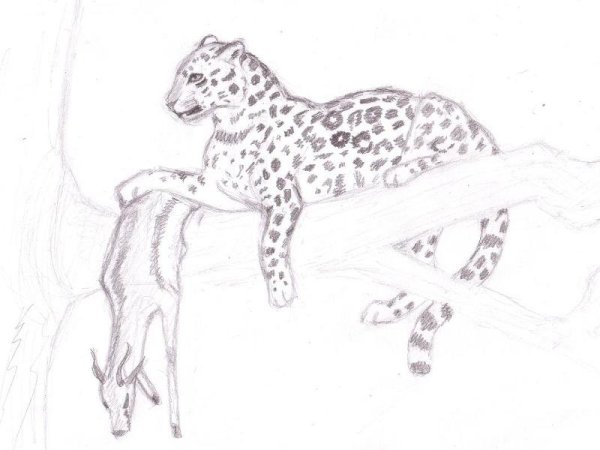 Рисунки леопарда карандашом для начинающих