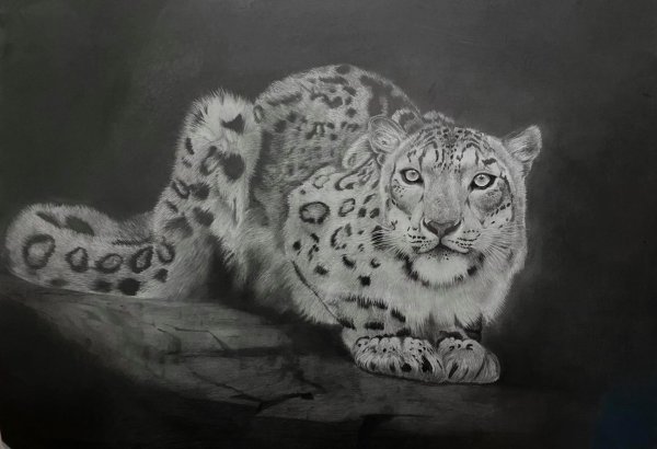 Ирбис рисунок карандашом