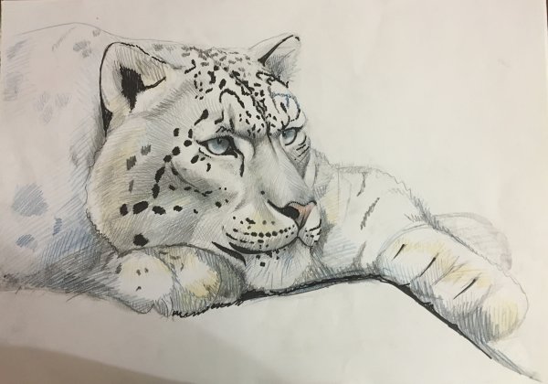 Снежный Барс рисунок