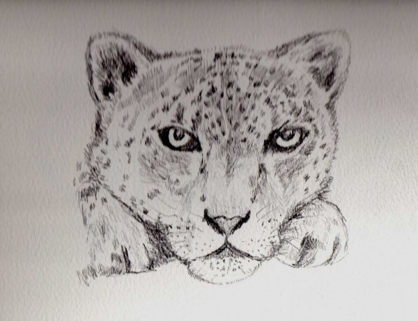 Снежный Барс рисунок карандашом