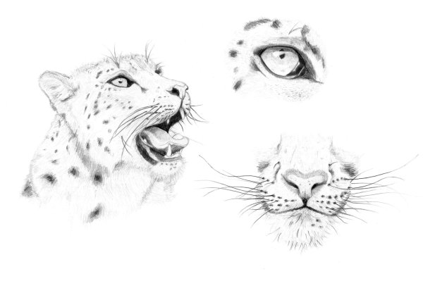 Скетч для рисования снежного Барса
