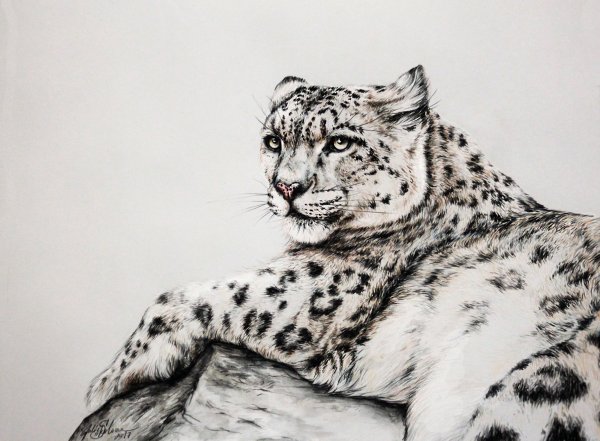 Ирбис снежный Барс срисовки