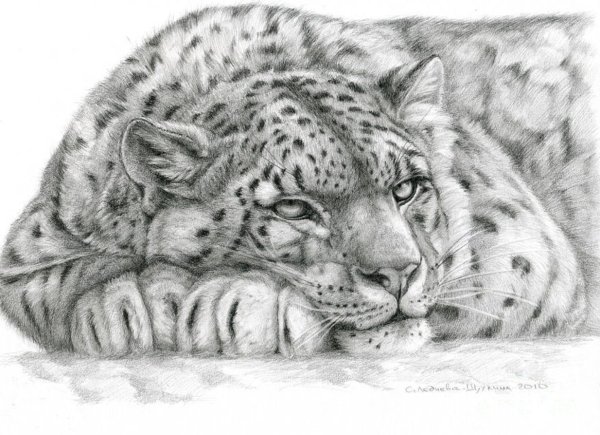 Ирбис снежный Барс тату