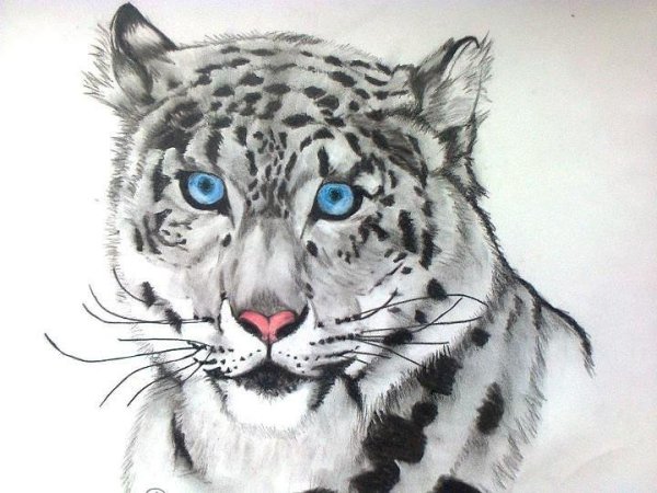 Барс для срисовки