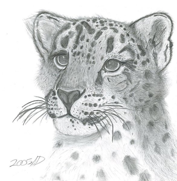 Снежный Барс рисунок карандашом