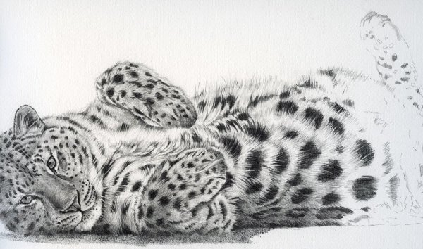 Леопард карандашом