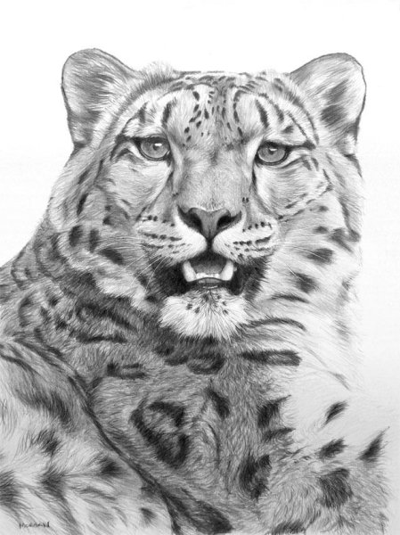 Ирбис карандашом