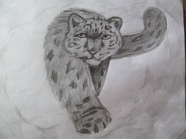 Снежный Барс рисунок карандашом