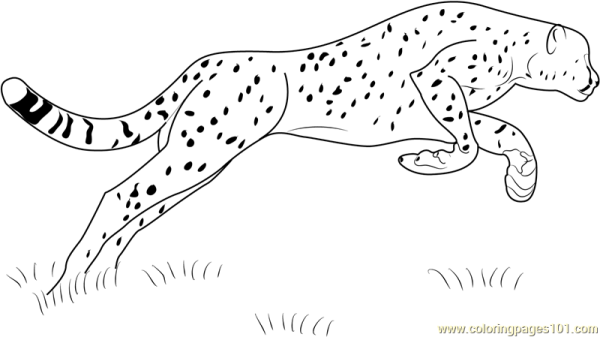 Гепард бежит раскраска