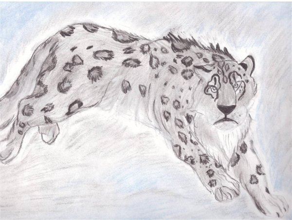 Снежный Барс рисунок карандашом