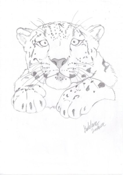 Снежный Барс карандашом