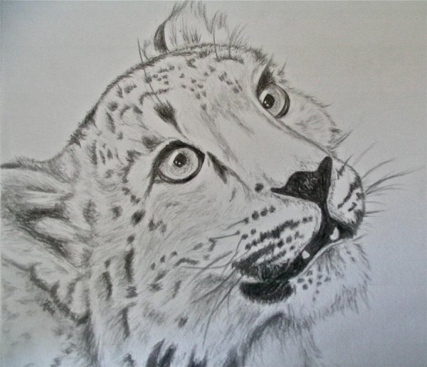 Снежный Барс карандашом