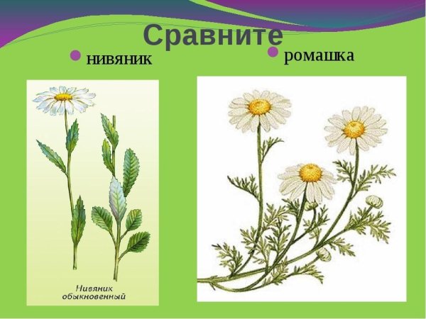 Нивяник и Ромашка отличия