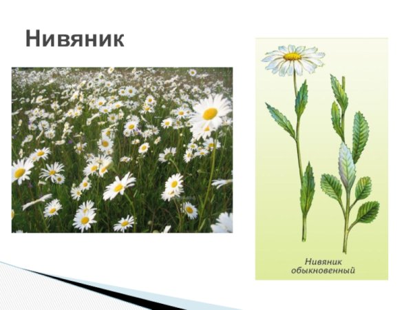 Растения Луга нивяник