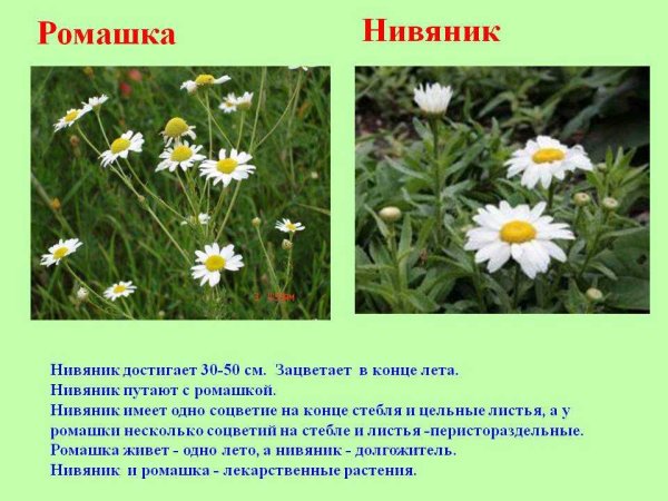 Нивяник и Ромашка отличия