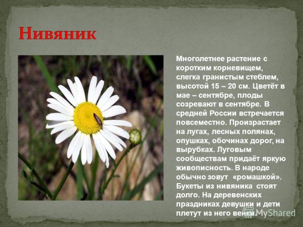 Ромашка или поповник отличия