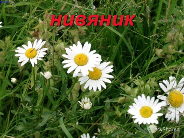 Нивяник, Ромашка, поповник отличие