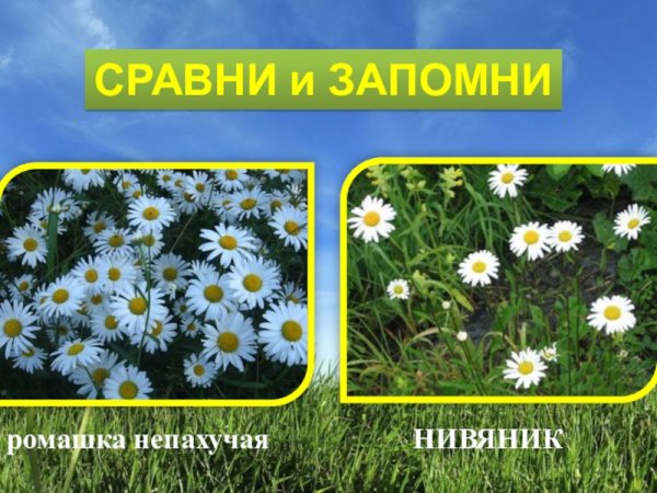 Нивяник и Ромашка отличия