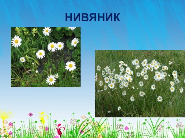 Растения Луга нивяник