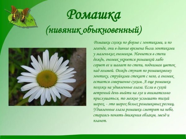 Краткие сведения о ромашке