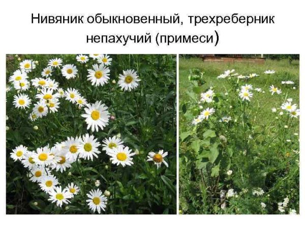 Нивяник обыкновенный 3 класс