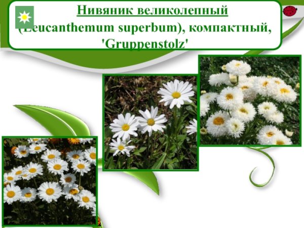 Проект про нивяник