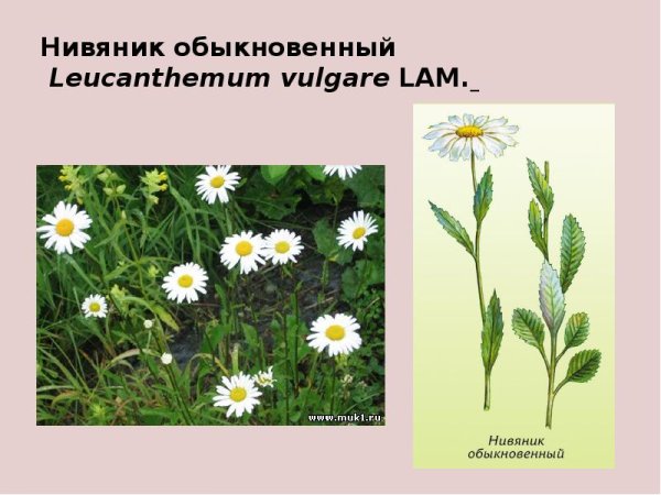 Клевер короставник нивяник Лютик таволга Ромашка