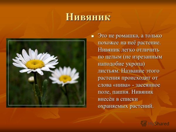 Поповник обыкновенный описание