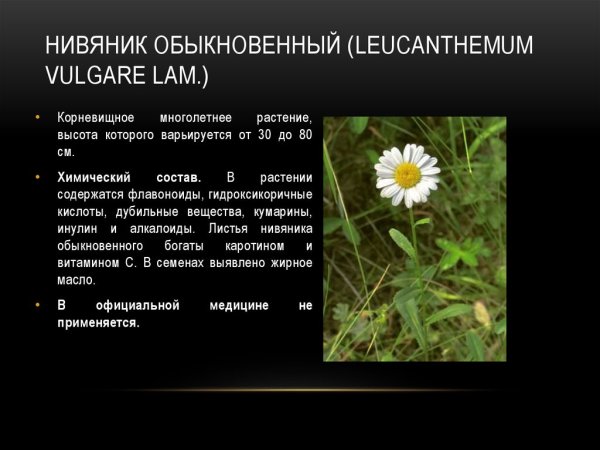 Поповник обыкновенный описание