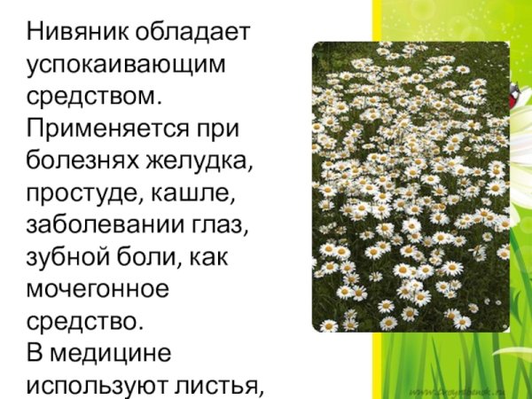 Проект про нивяник
