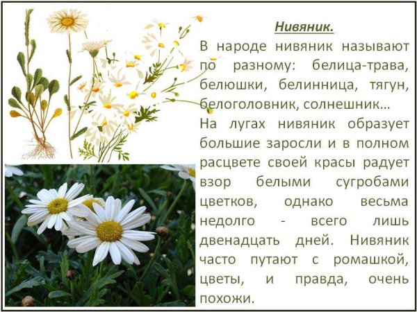 Нивяник обыкновенный описание растения