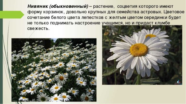 Нивяник обыкновенный красная книга