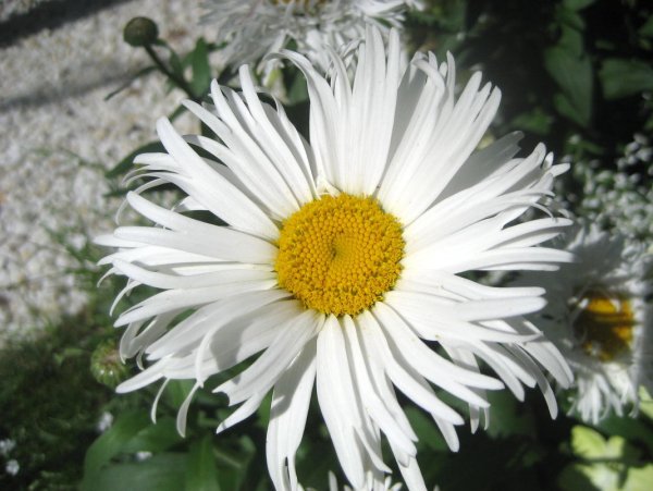 Нивяник наибольший (Leucanthemum maximum)