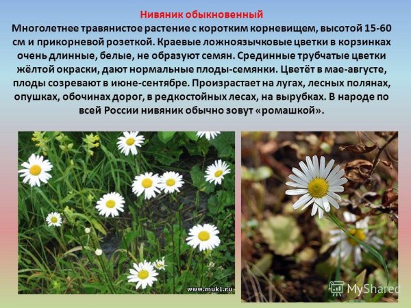 Формула нивяника обыкновенного