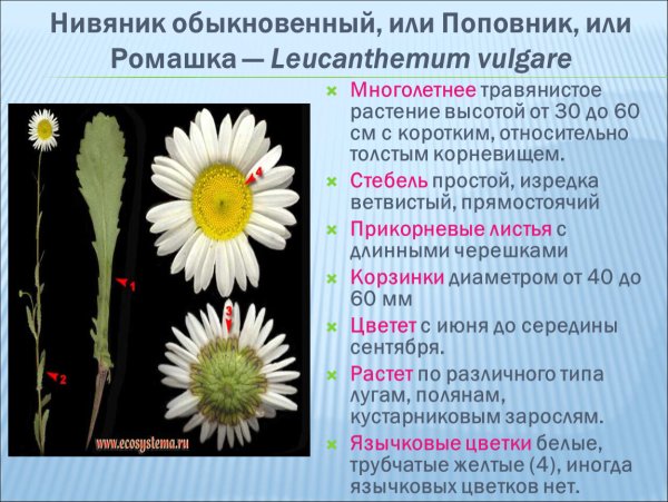 Нивяник обыкновенный Leucanthemum vulgare