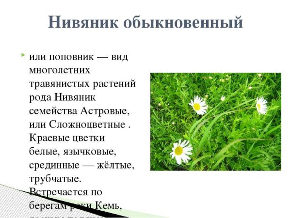 Поповник обыкновенный описание