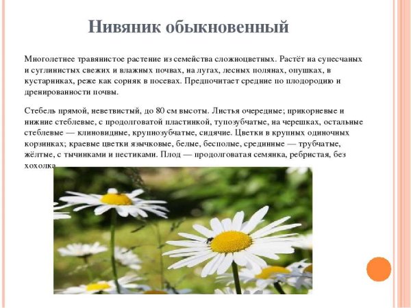 Нивяник обыкновенный семейство