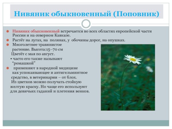 Нивяник обыкновенный красная книга