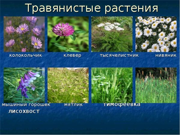 Нивяник, Лисохвост тысячелистник мышиный горошек нивяник мятлик