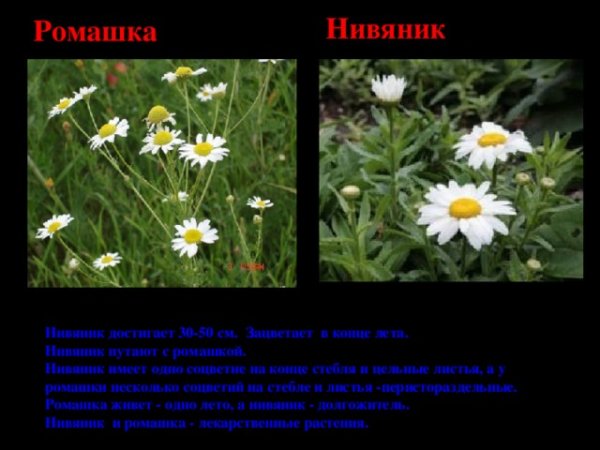 Нивяник и Ромашка отличия