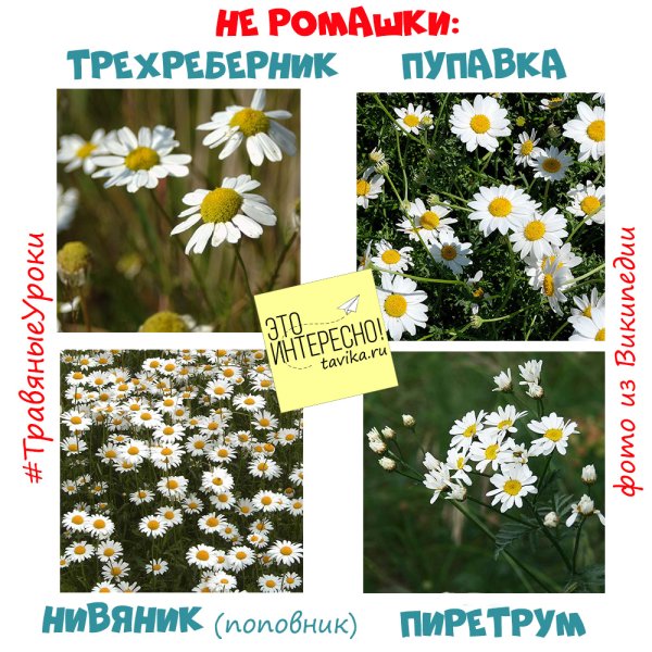 Нивяник или Ромашка отличие