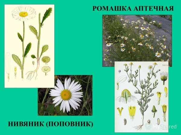 Ромашка аптечная и нивяник