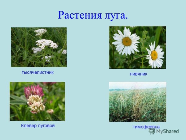 Растения Луга Тимофеевка Клевер нивяник
