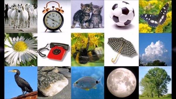 Предметы живой природы и рукотворного мира