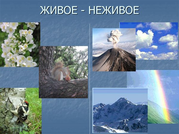 Жиыая и не зивая природа