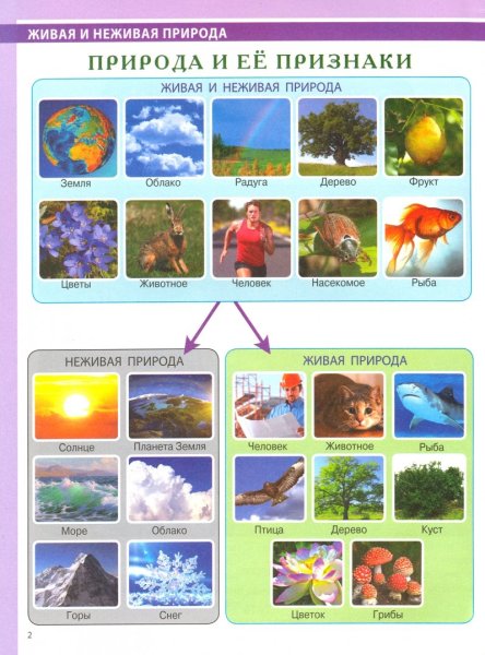 Карточки Живая и неживая природа для дошкольников