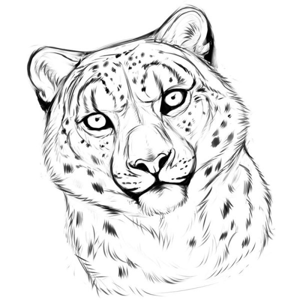 Барс раскраска