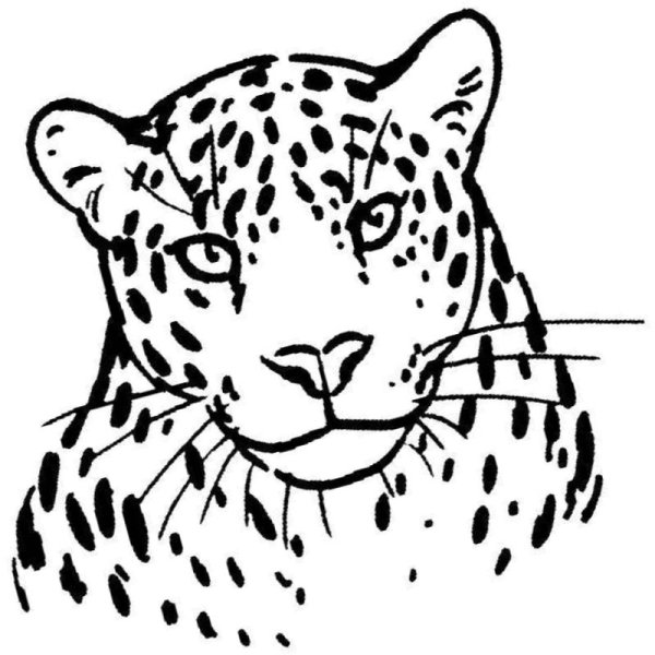 Амурский леопард детские мероприятия милый ангел милый раскраски каваи линия искусства