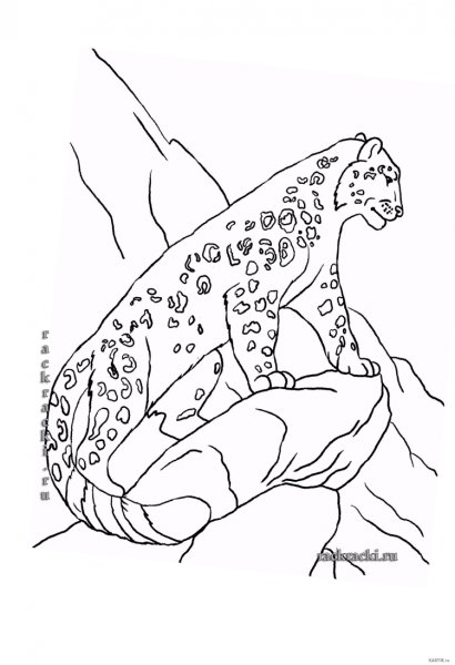 Снежный Барс Ирбис раскраска