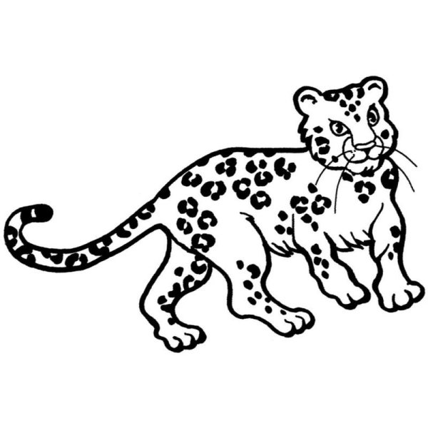 Снежный Барс Ирбис раскраска